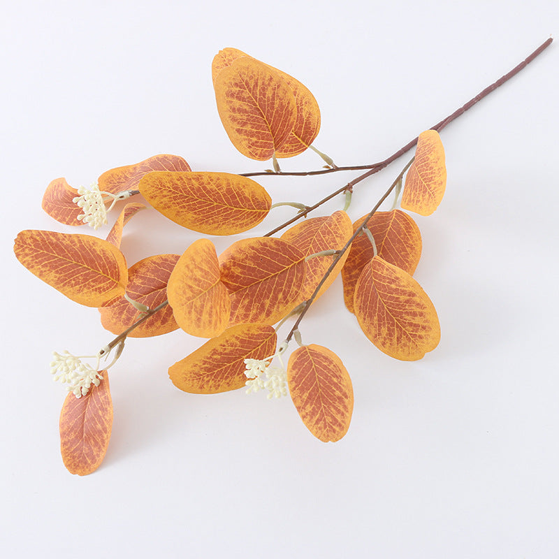 American eucalyptus
