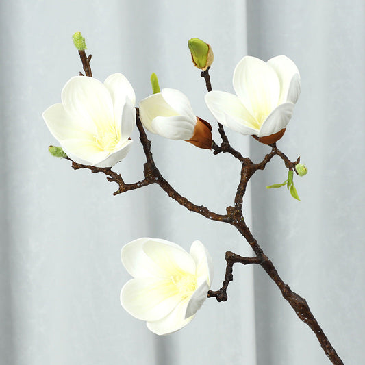 Magnolia - ANNAM
