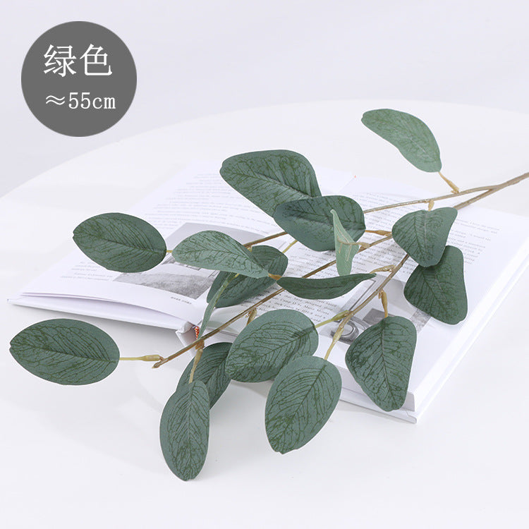 American eucalyptus
