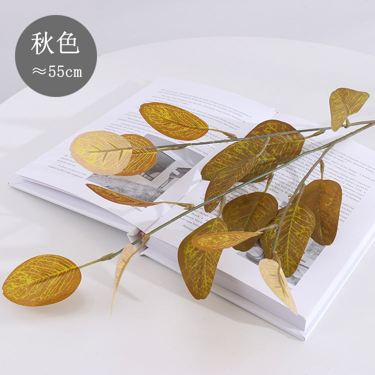 American eucalyptus