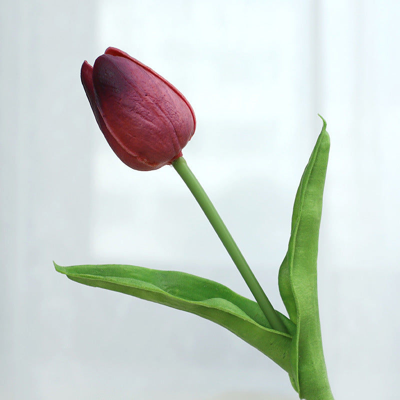 Tulip - ANNAM