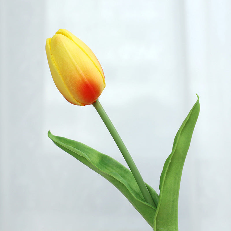 Tulip - ANNAM