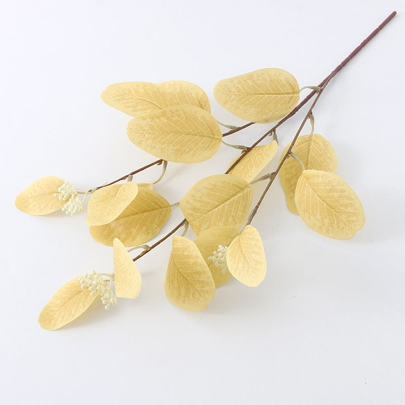 American eucalyptus