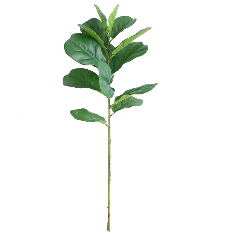 Ficus