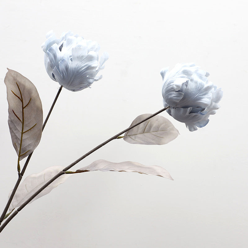 Cathay Pacific Tulip - ANNAM