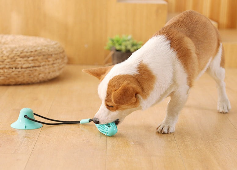 Toy for dogs for dogs with suction cup on straight areas