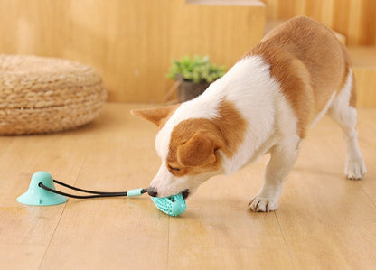 Toy for dogs for dogs with suction cup on straight areas