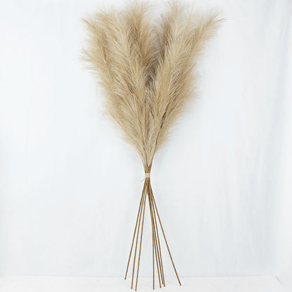 Pampas Grass