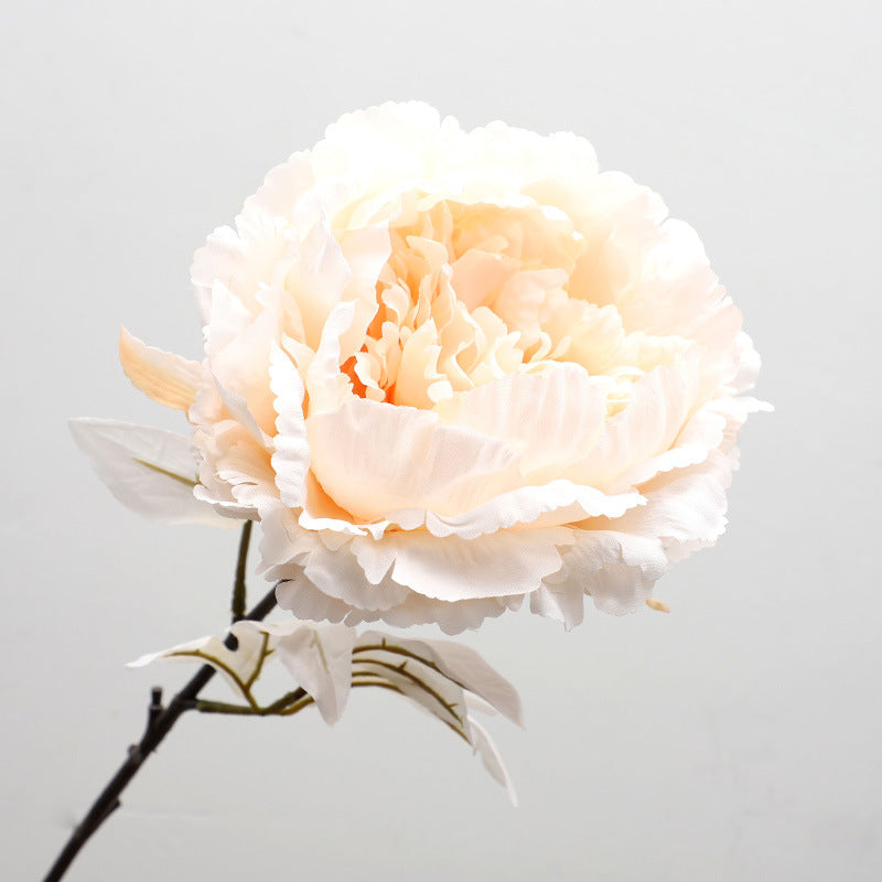 Luoyang Peony - ANNAM