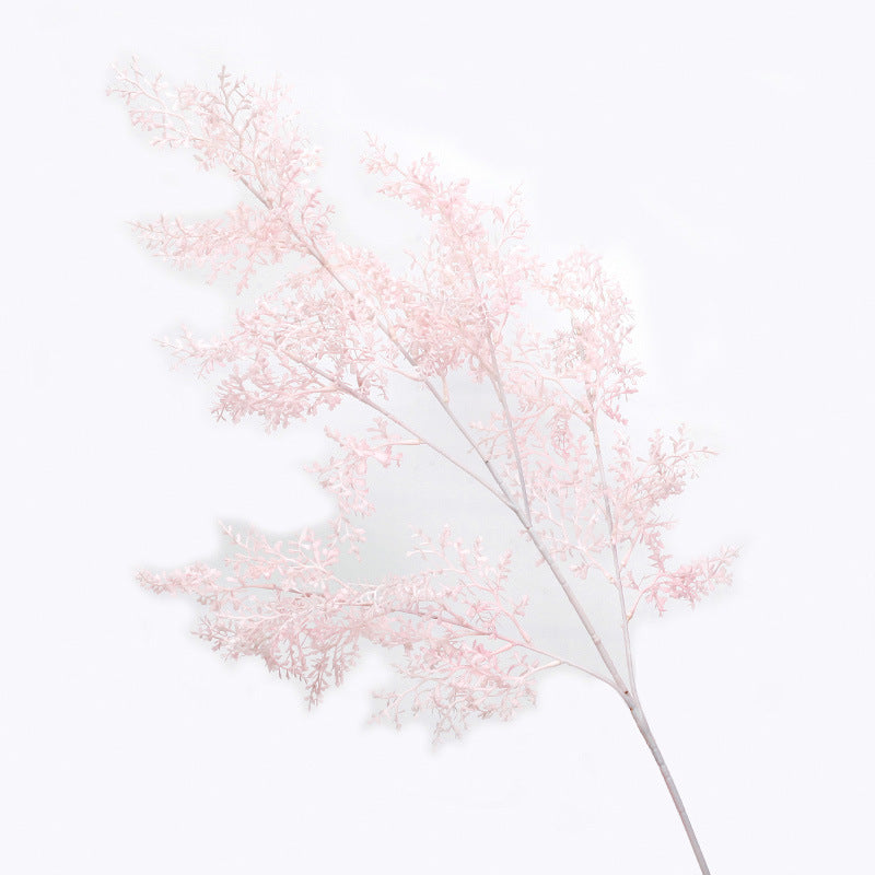 Albizia Jubilata Misty Fog - ANNAM