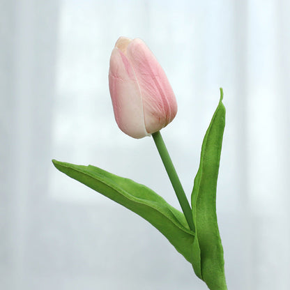 Tulip - ANNAM
